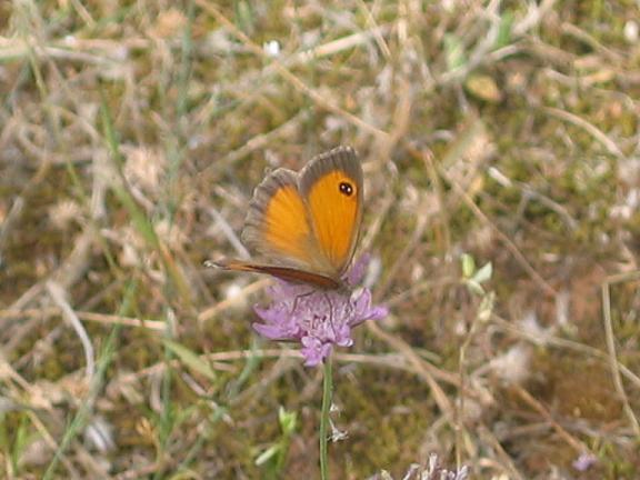 Pyronia (Idata) cecilia